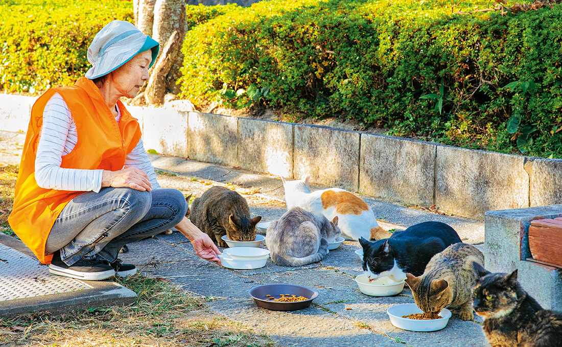 外で7匹の猫に餌をあげている写真