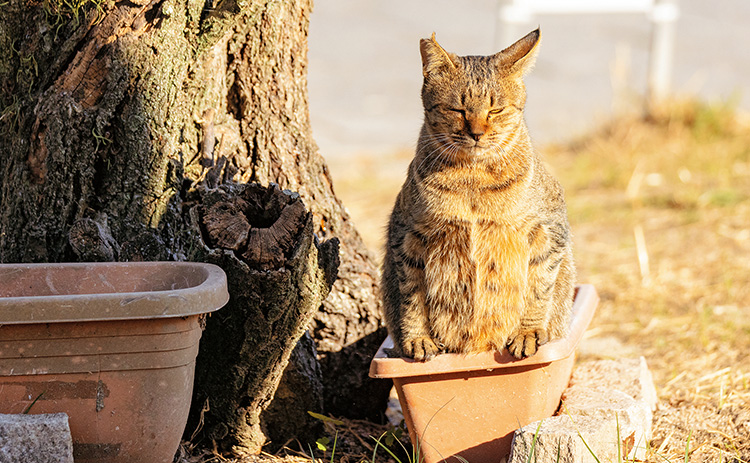 トイレ中の猫の写真