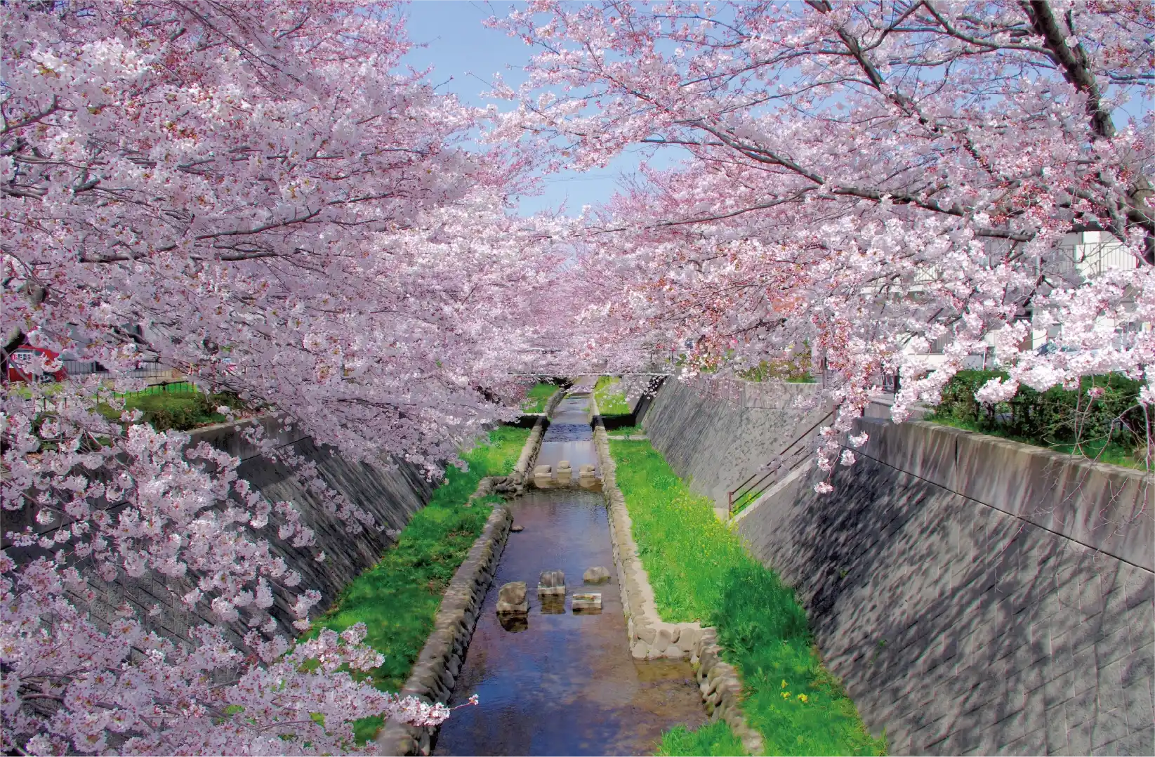 志井川の桜並木の写真1