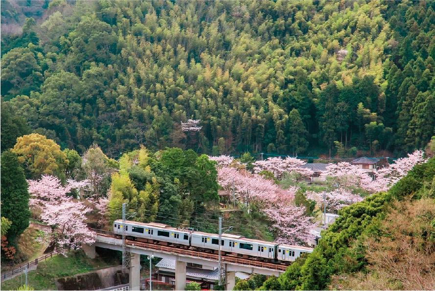 篠栗町の森林の写真
