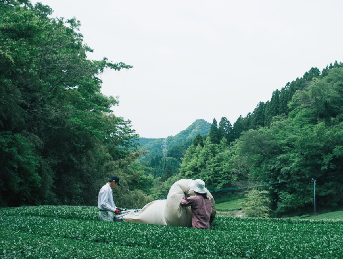 千代乃園の茶畑の写真1