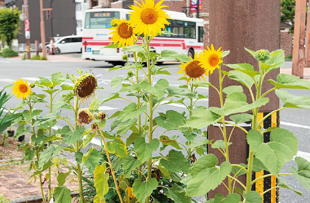 花による美しいまちづくりの写真3