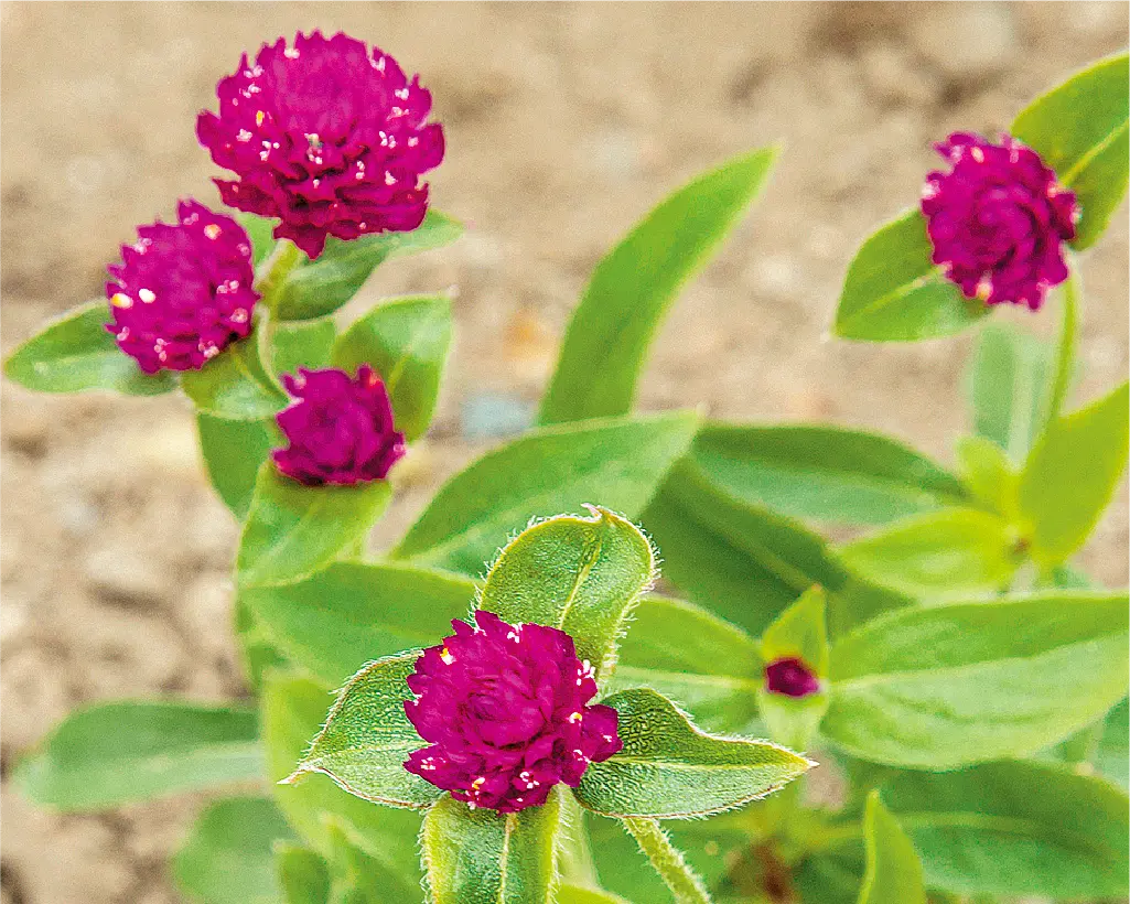 花による美しいまちづくりの写真7