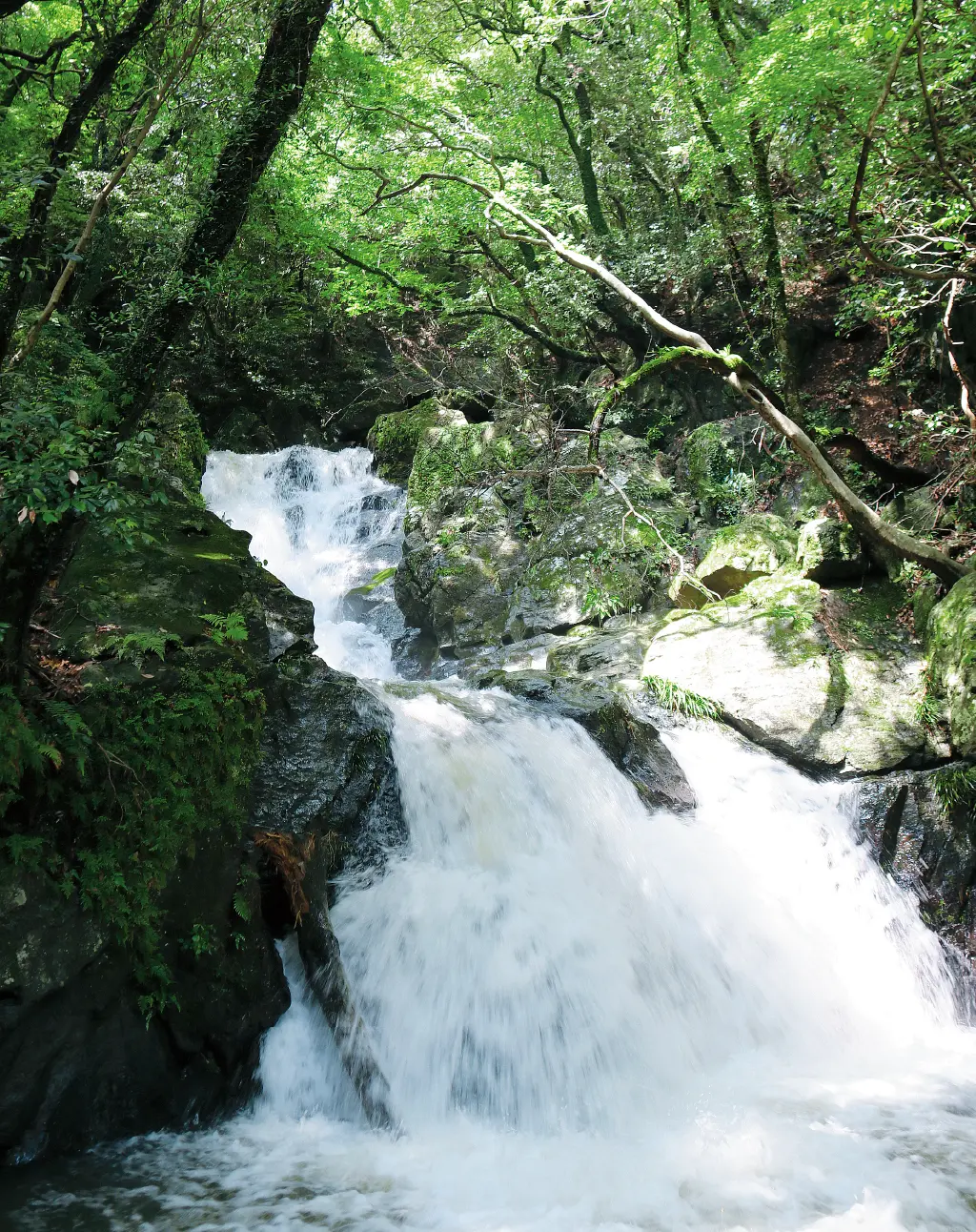 五塔ノ滝の写真1
