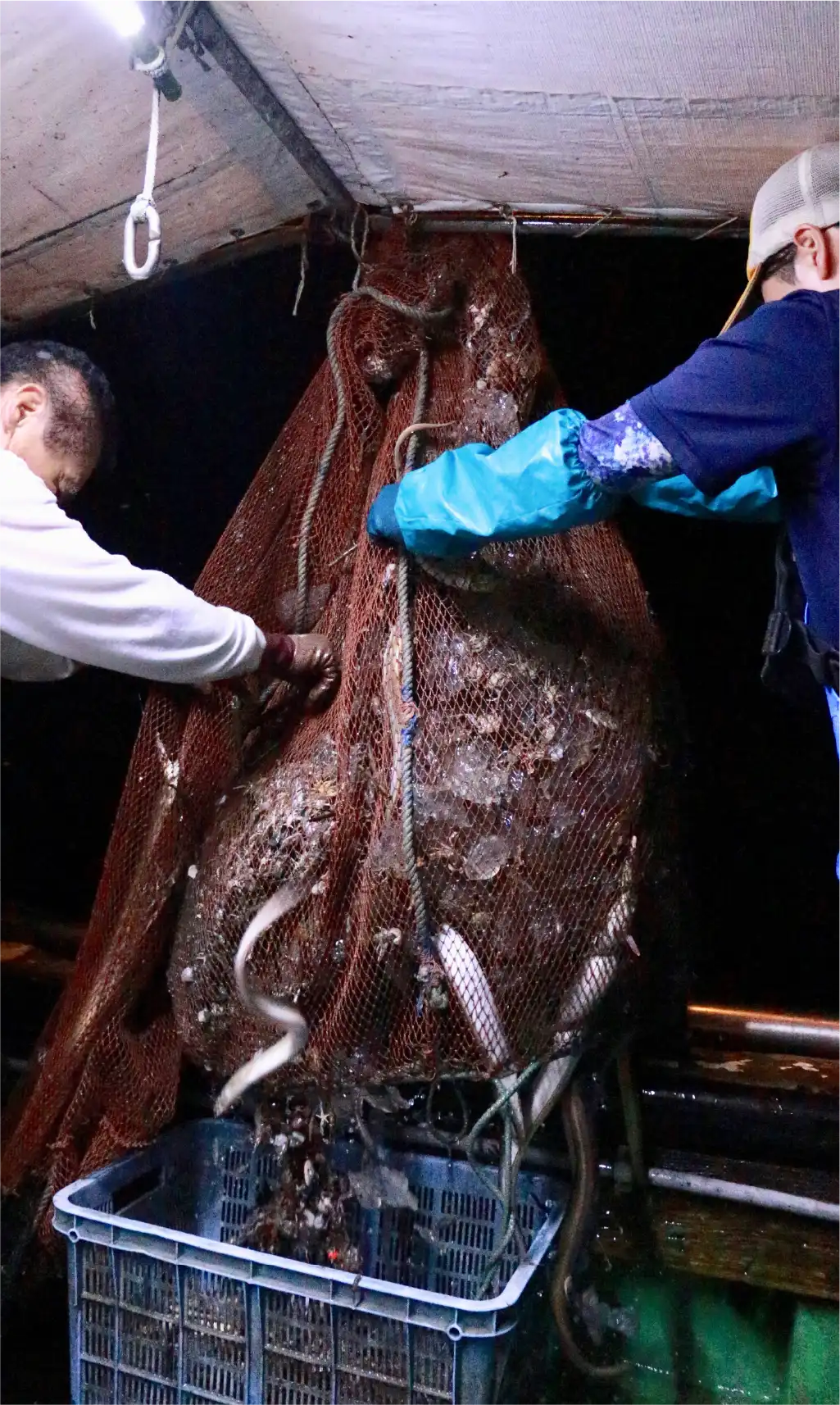 漁獲物でいっぱいになった網の写真