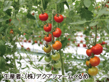 ミニトマト（ふくおかエコ農産物） 画像