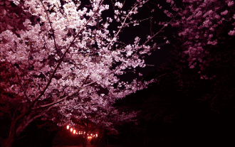 成田山不動寺の桜のライトアップ 画像