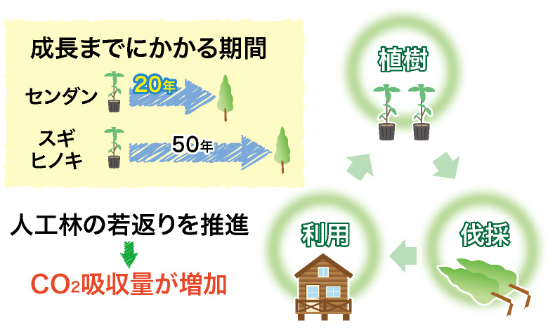 成長までにかかる期間、ゼンダン20年、スギヒノキ50年　人工林の皮返りを推進→CO2吸収量が増加