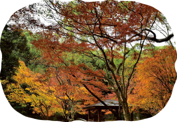 紅葉スポットの「もみじ谷」