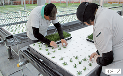 >脱“福祉”型「植物工場」 写真