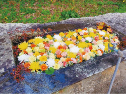 糸島花手水 写真