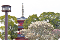 豊前国分寺跡公園の梅 写真