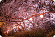遠賀川河川敷公園 写真