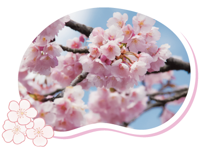 椿寒桜 イメージ