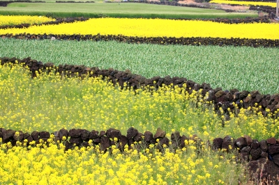 菜の花とパッタム（畑と石垣）の写真です