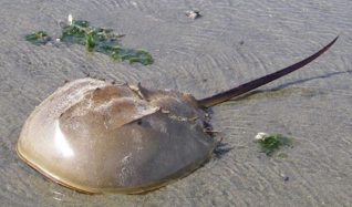 カブトガニの画像