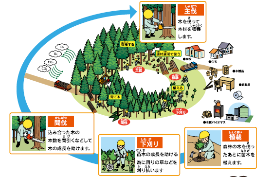 森林を育てるサイクルの図