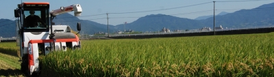 米収穫の様子