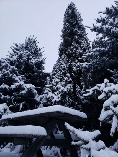 雪が積もった日の様子２