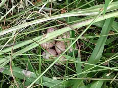 畦で見つかったバンの卵