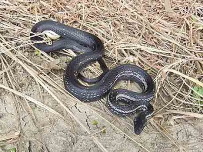 シマヘビ（黒化型）