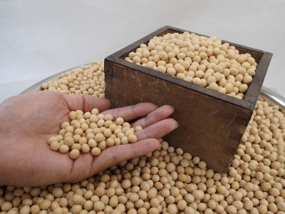 大豆新品種「ふくよかまる」