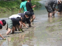 手作業で田んぼに苗を植える児童たち