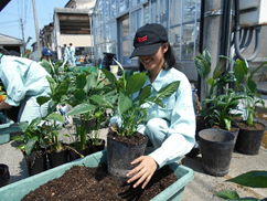 観葉植物の栽培管理実習