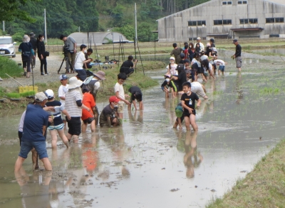 田んぼで苗を植える小学生たち