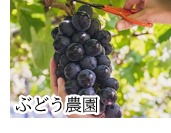 ぶどう農園
