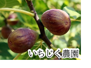 いちじく農園