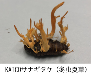 KAICOサナギタケ（冬虫夏草）の写真