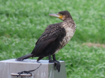 カワウ