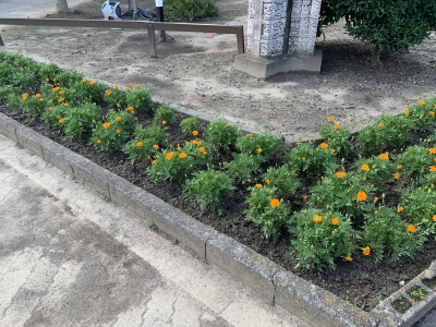 花壇の写真５（行橋北小学校）