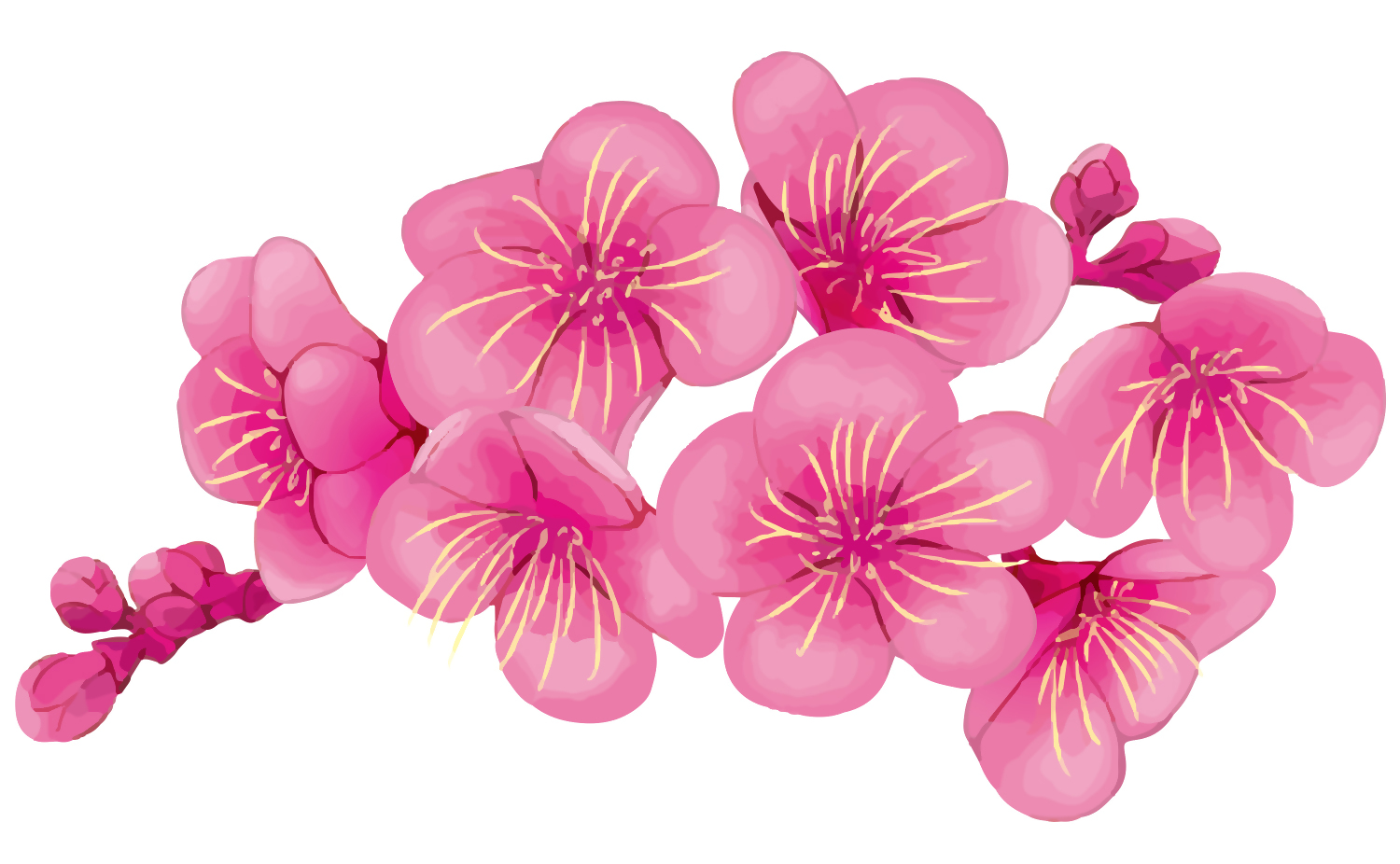 梅の花
