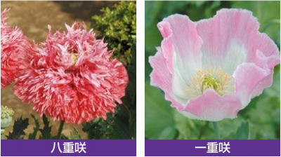 いろいろなソムニフェルム種の花１