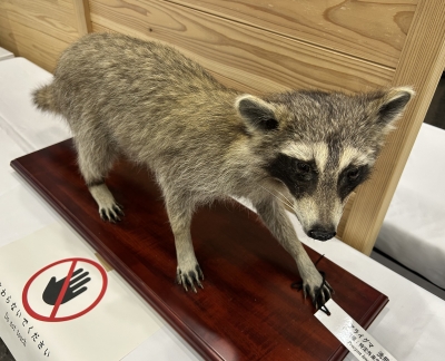 身近な生き物の見分け方