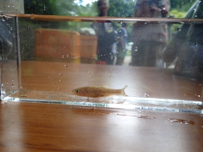 タカハヤ（魚）の写真