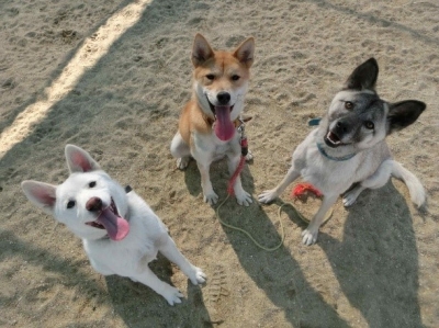 福岡県犬猫飼養環境整備事業イメージ画像
