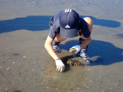 干潟の生き物観察会