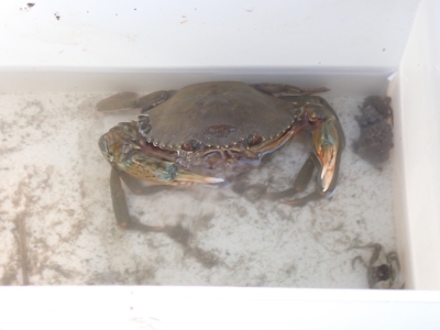 干潟の生き物観察会