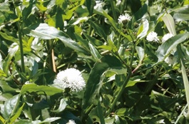 ミズヒマワリの写真