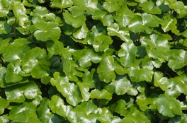 ブラジルチドメグサの写真