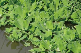 ボタンウキクサの写真