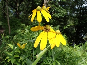 オオハンゴンソウの写真