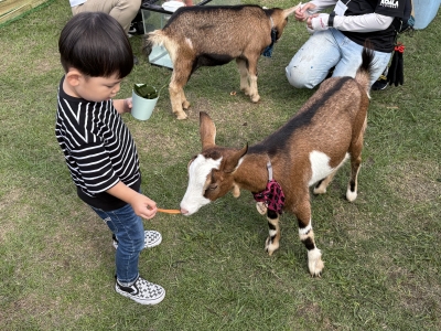 ふれあい動物園（昨年度）