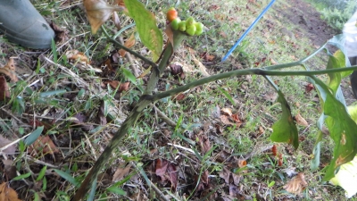 植物の紹介２