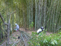 竹林整備