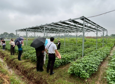 ベトナム国家農業大学の畑に設置されているソーラーシェアリングの写真です