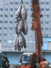 マグロ水揚げ